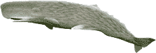 FADO MORGANA